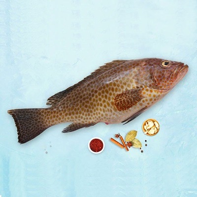 ماهی هامور خالدار اصلی