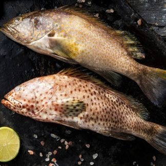 ماهی هامور خالدار اصلی